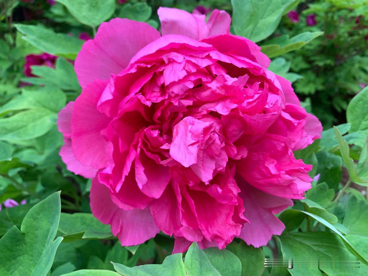 #分享一张你手机里关于春天的照片#