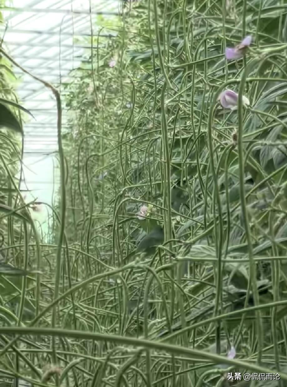 又到了吃豆角的季节，这个季节的豆角房前屋后，菜园里随便种上几垄，根本吃不完，可以