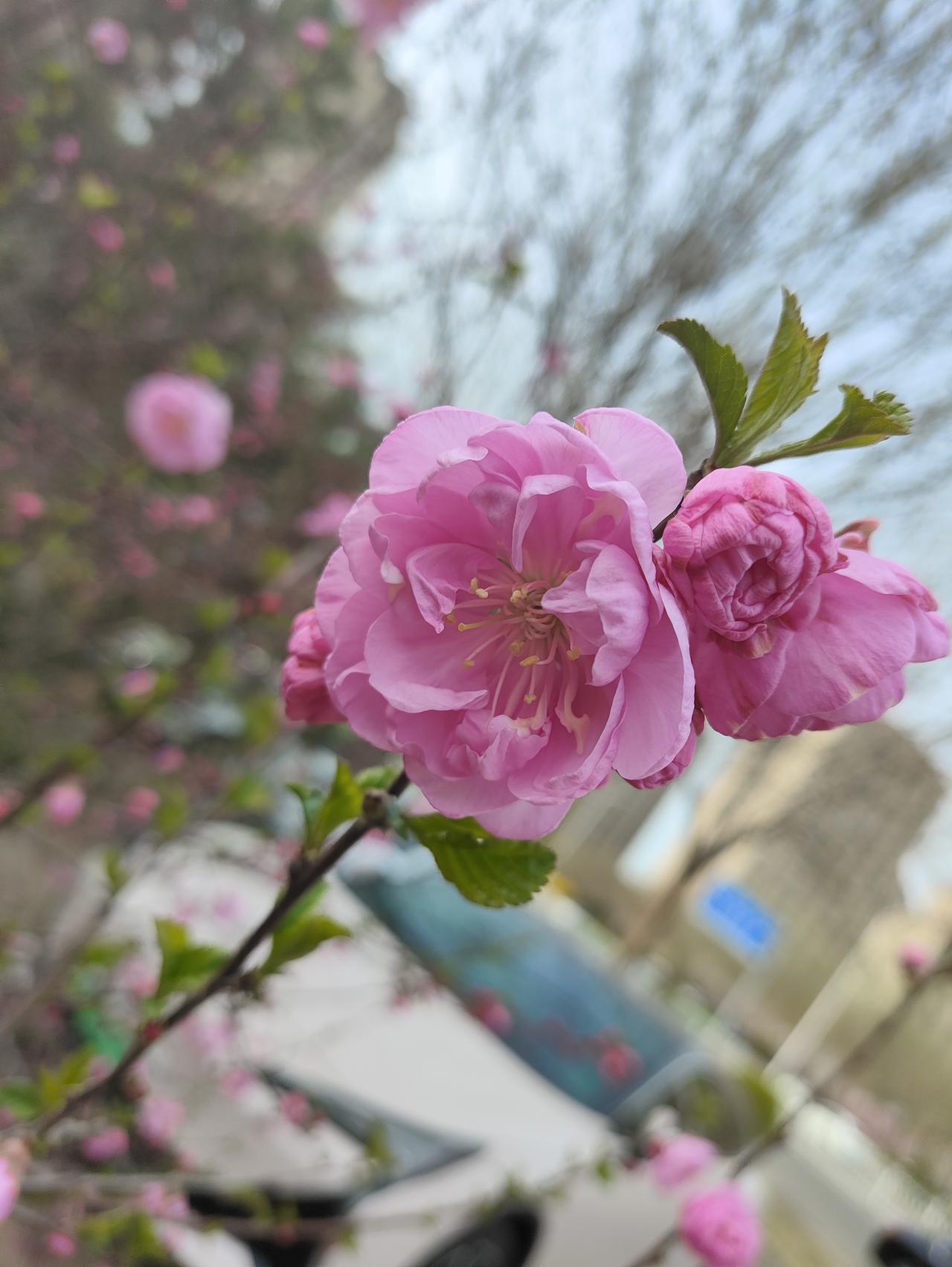 何为春？
春，就是飞舞的雪花化为滴滴雨露，不再寒冷，浇灌万物。
春，就是冰封的湖