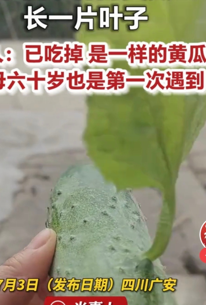 黄瓜上罕见长出1片绿叶农户种植的一根黄瓜表皮意外长出一片完整绿叶，情况十分罕见。