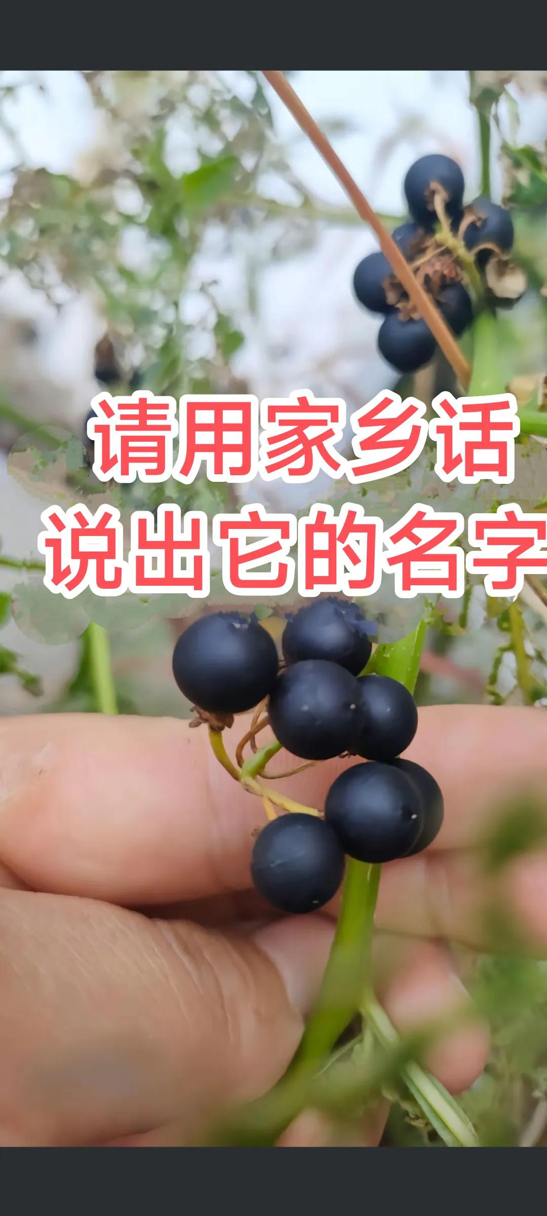 来自儿时的回忆。这小东西我小时后总吃，甜甜的，吃多了嘴唇，牙齿都会变紫。你们吃过