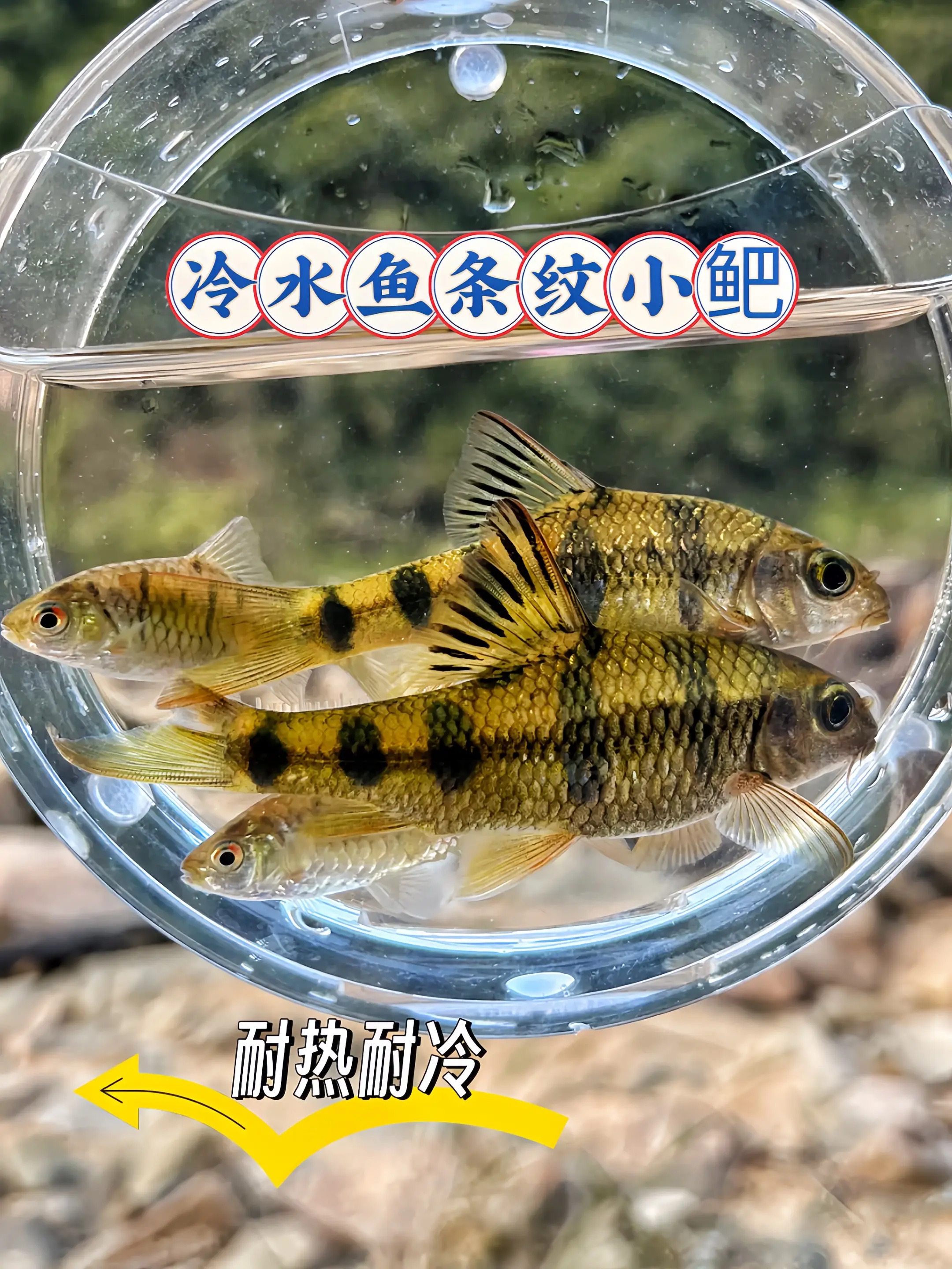 1. 灵动颜值派，水族新宠：条纹小鲃鱼身披天然水墨条纹，黑黄相间的纹路...