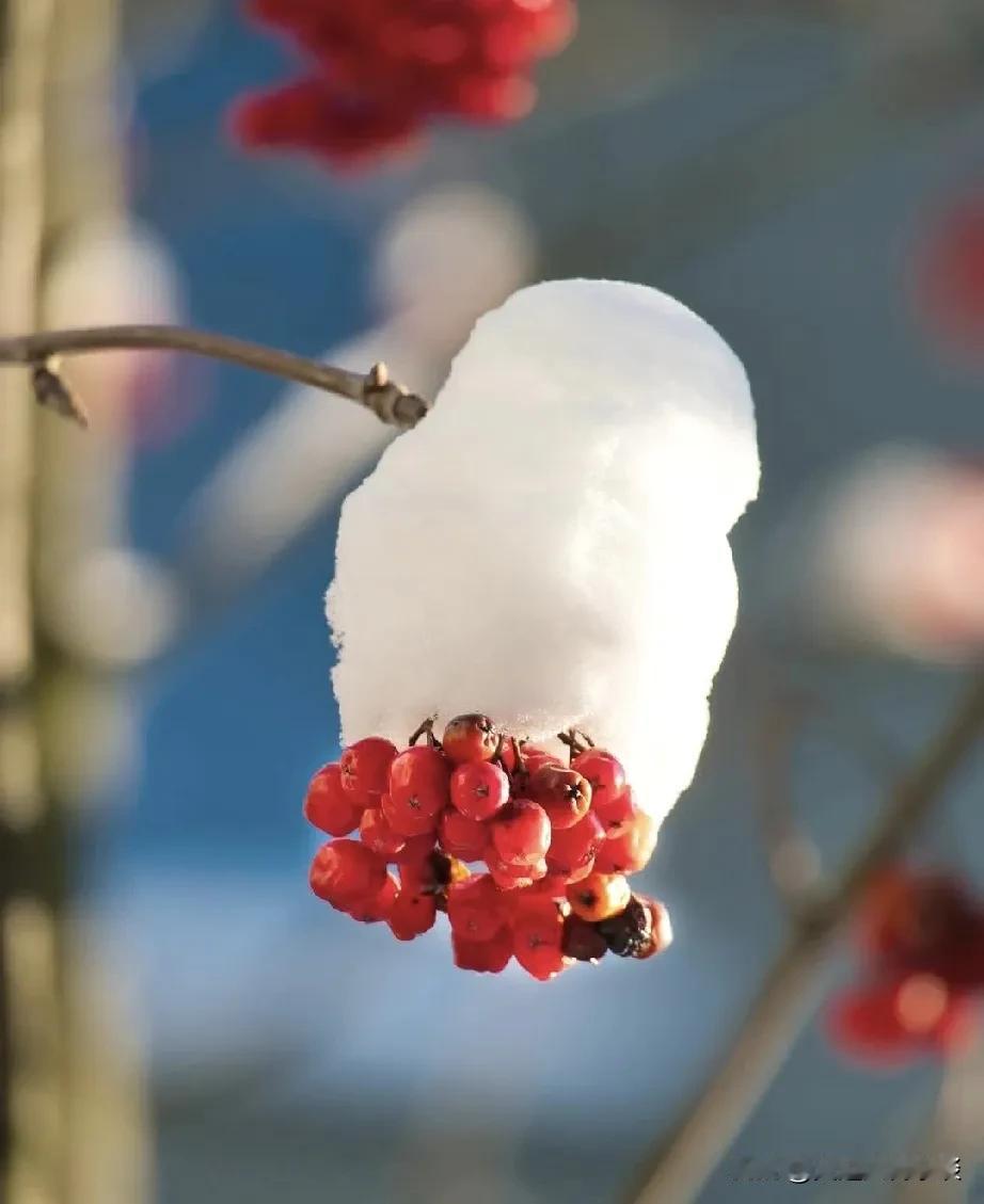 雪中红山楂，冬日里的一抹暖意。

初冬绝色 初冬之景 随手拍冬季景色 无雪的冻日