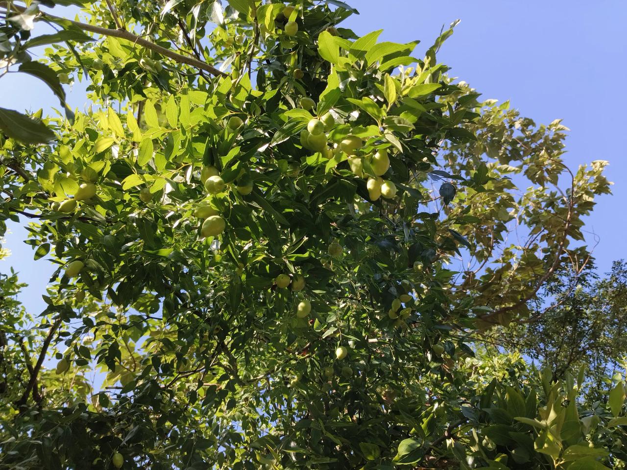 在聊城的夏日里，大枣尚处青涩时光。那满树的大枣，像一颗颗小巧的绿宝石，错落有致地