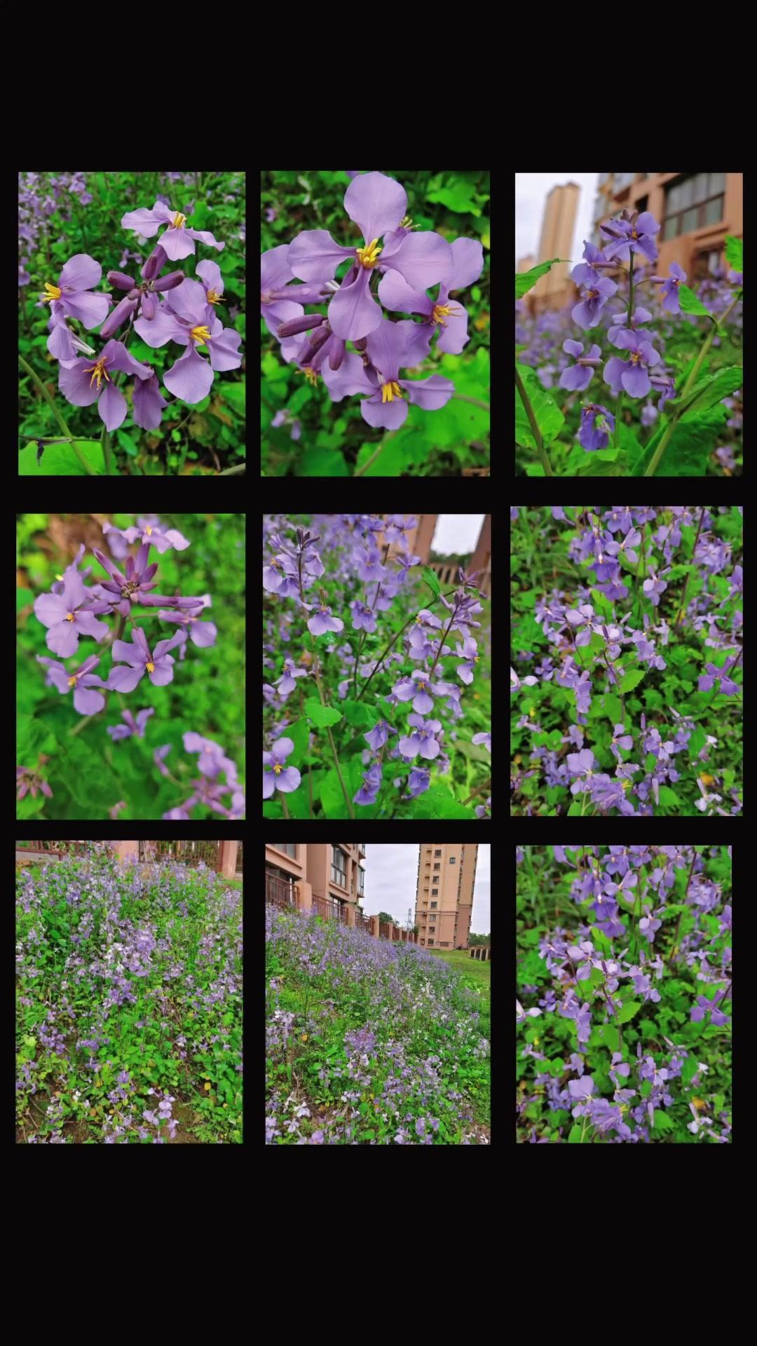 🍃首先，二月兰的颜值就很戳人！紫色、淡红色花瓣，后期会慢慢变淡，偶尔还会出现白