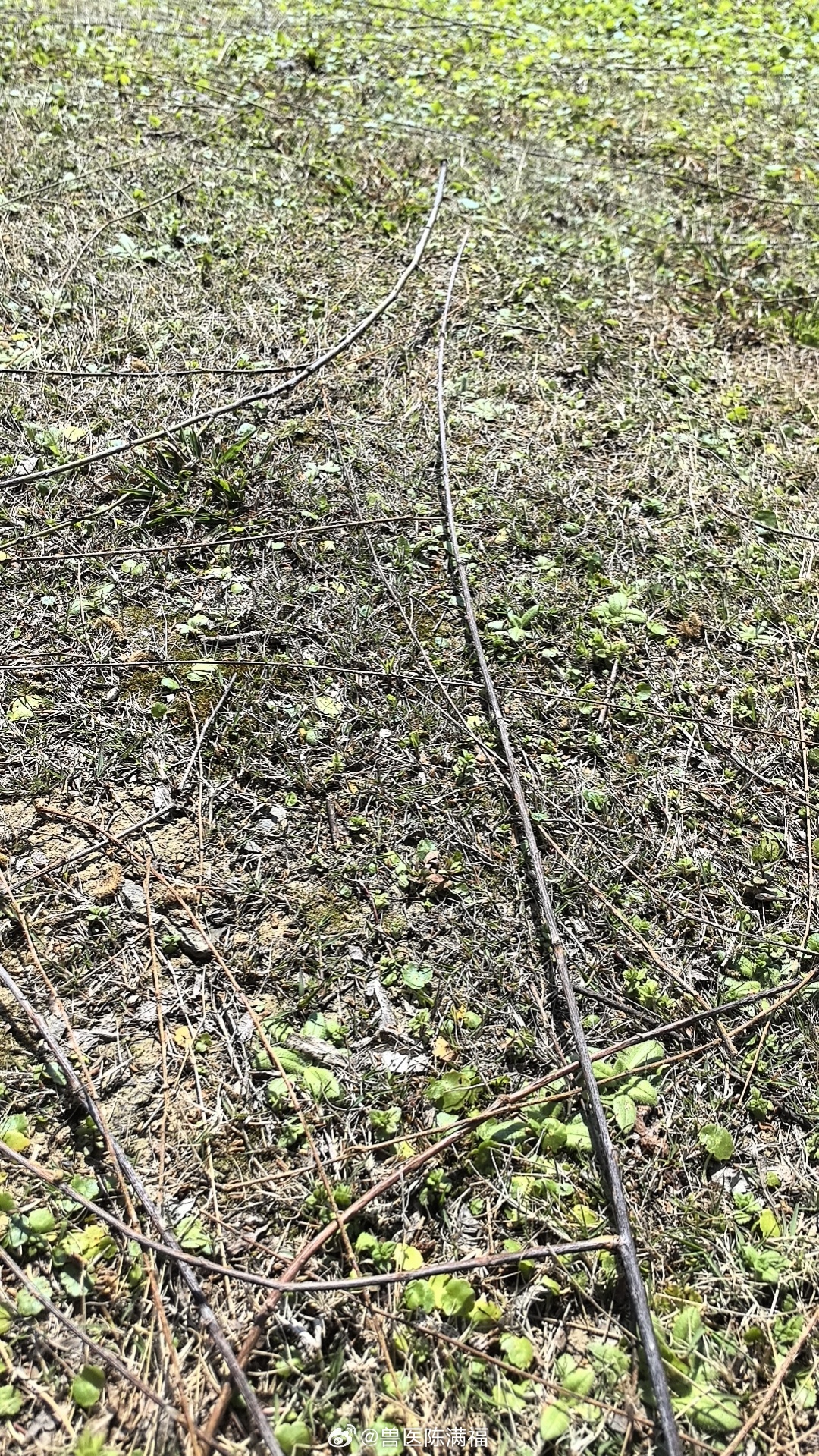 看着柳条​我在师父教给我们的筋藏阴​寐养筋​若有所思​格物致知​​为何木容易生火