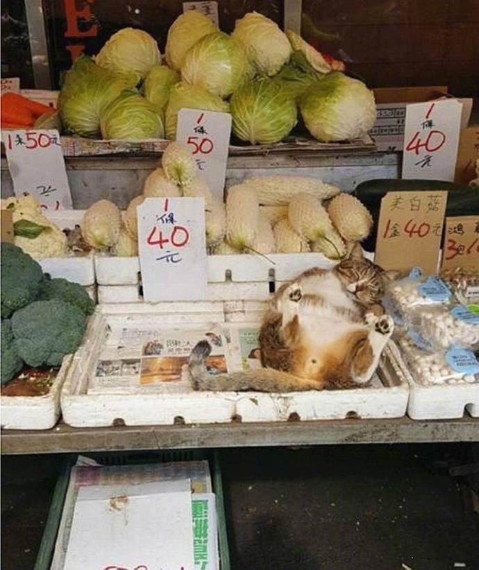 睡这么香，要被卖了都不知道...