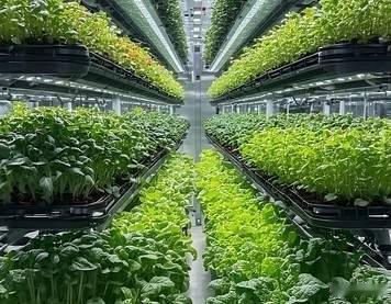肉不香菜没味 舌头没骗你：现代农业为何要“偷”走你的童年