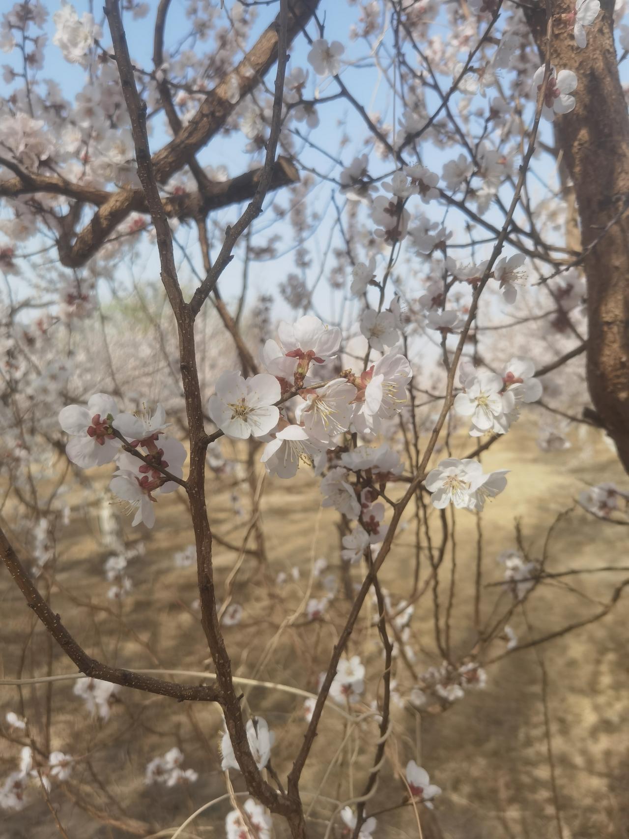 新疆的春天来了，杏花朵朵开