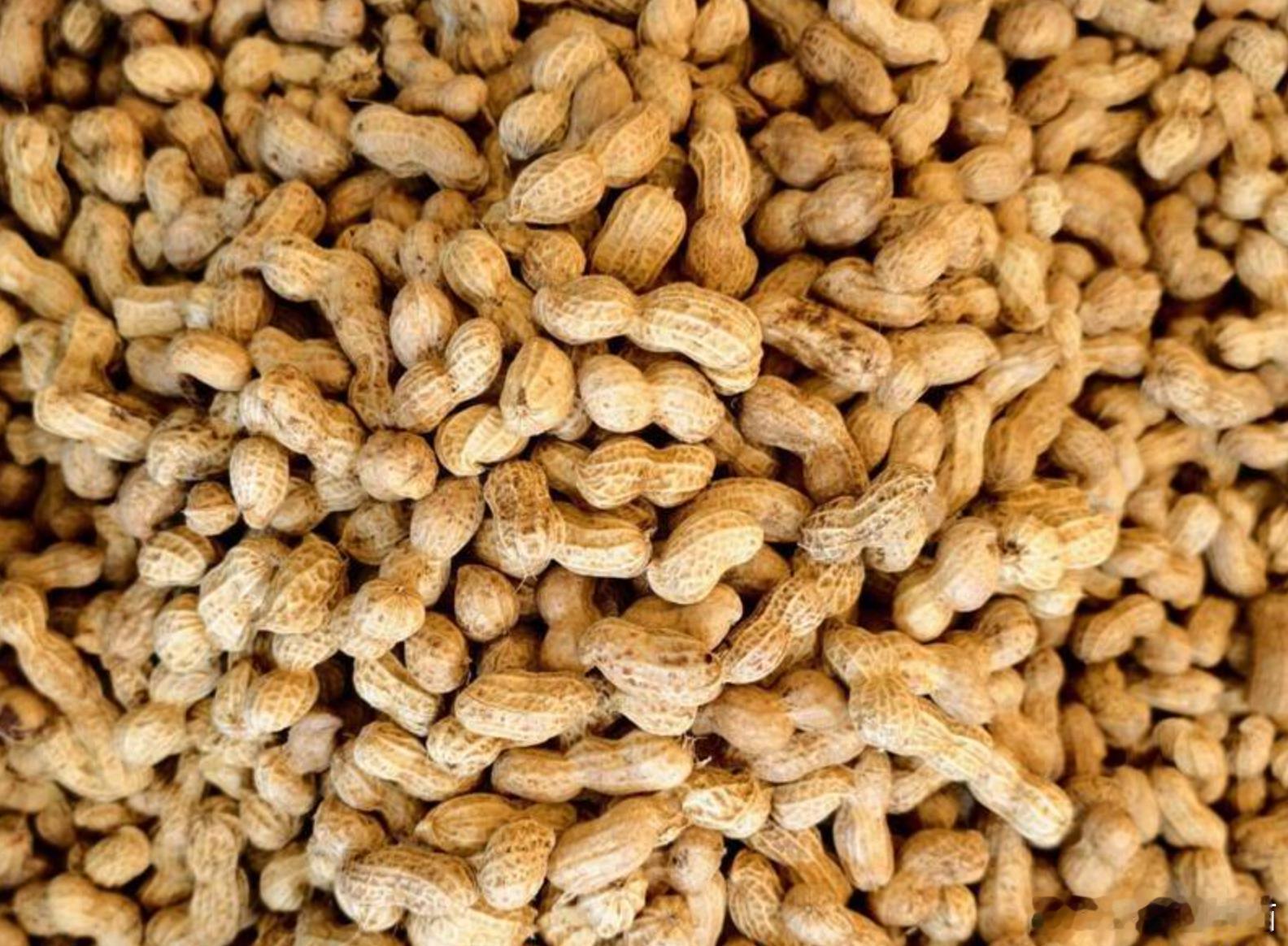 【抗老其实很简单？每天一小把花生就能“锁住”人体生物钟】海外新鲜事 西班牙巴塞罗