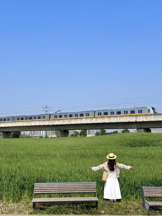 成都的！开往童话麦田的火车🚞美哭了😭