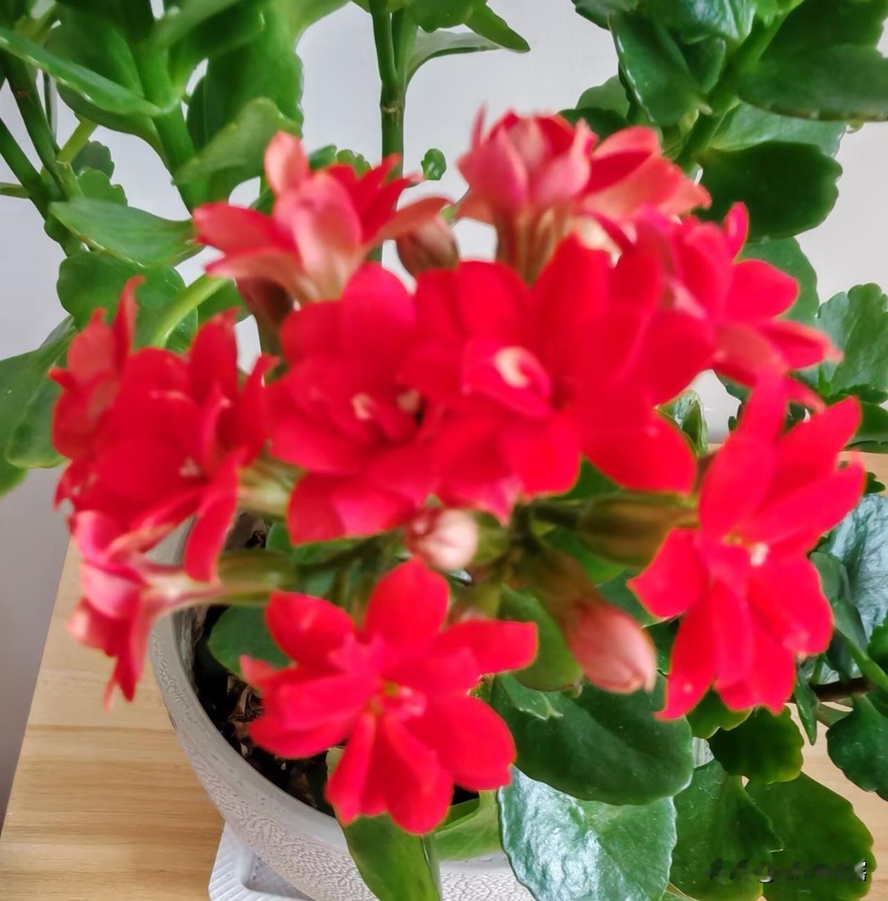 长寿花开，花语吉祥。
寓意美好，花期长长。
芳菲美丽，馥郁芬芳。
缤纷艳美，芳菲