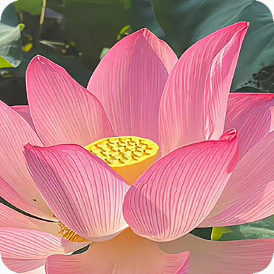 每日一善阳光信用｜每日一善笑对生活是一种态度，善待人生是一种境界。感恩拥有的一切