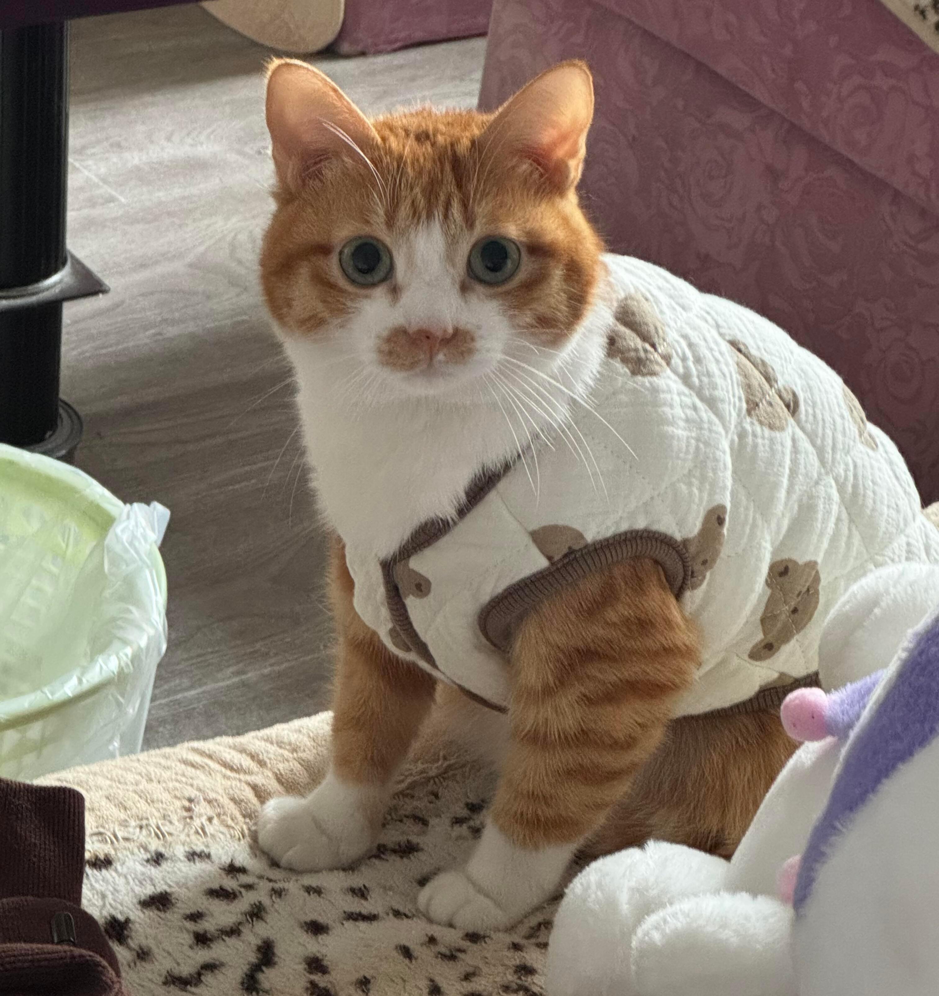 天冷了，咪已经穿上小马甲了 