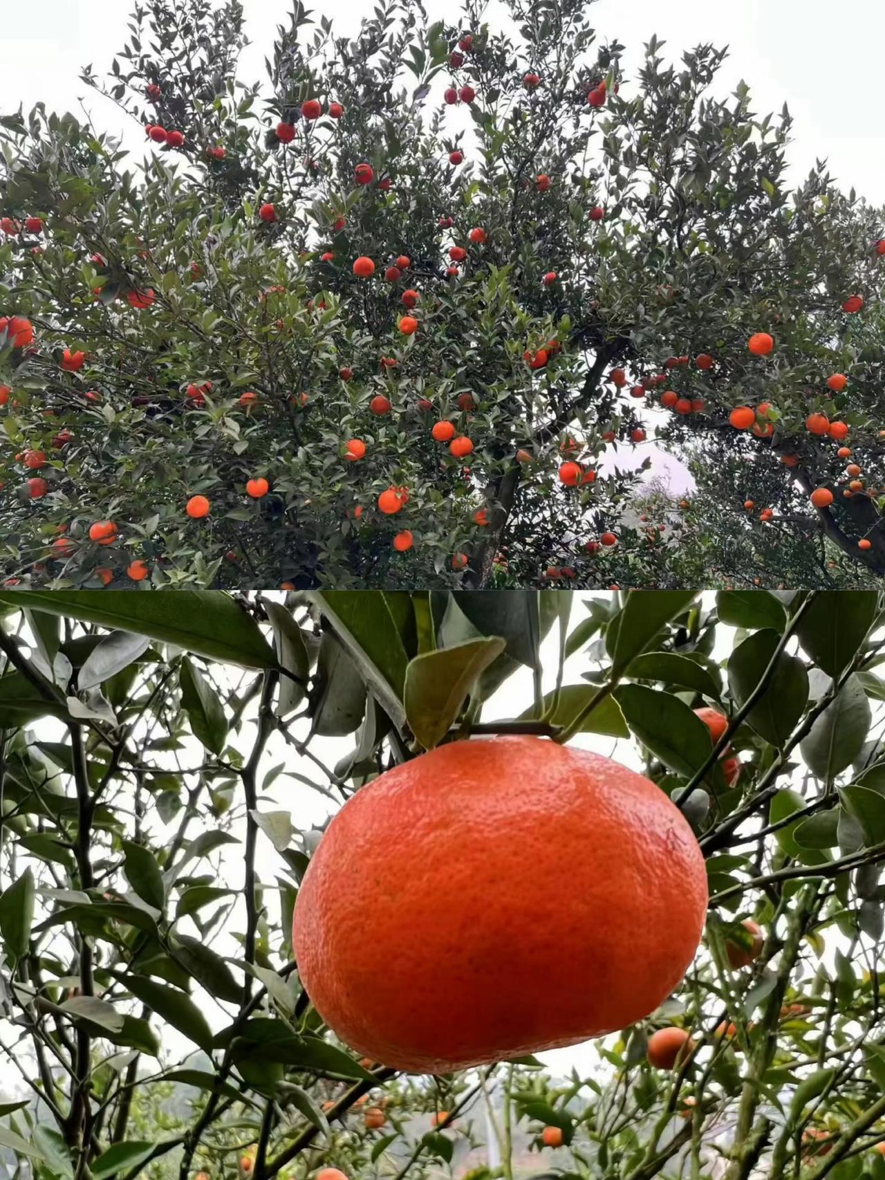 慢悠悠的农村生活