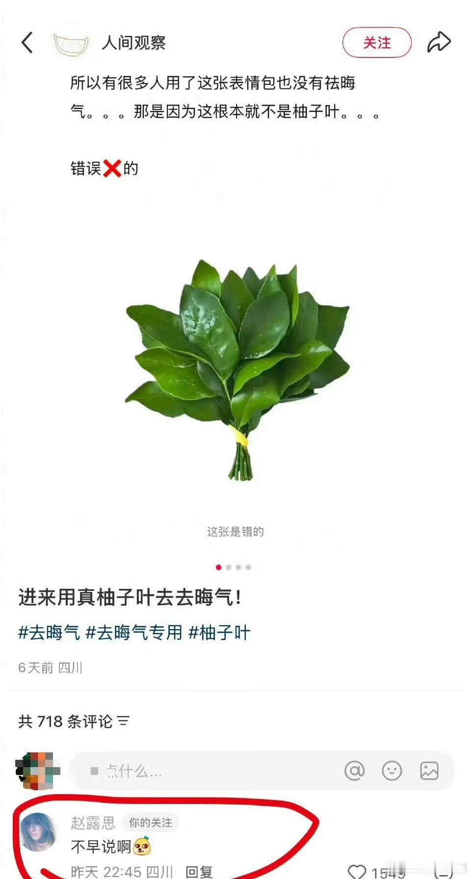 赵露思把背景换成了真柚子叶 ，跟着一起换起来