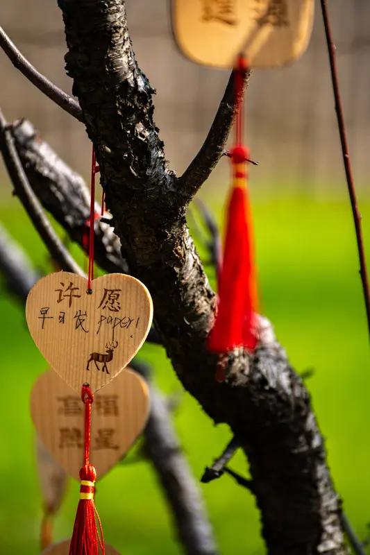 今年春天最想实现的心愿 今年春天，我最想实现的心愿是去云南“辞职养老”。我在登机