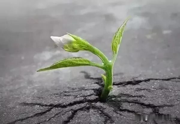 我一直认为“穷人的孩子早当家”这句话就是谬论。
事实上，穷人的孩子受家庭环境影响