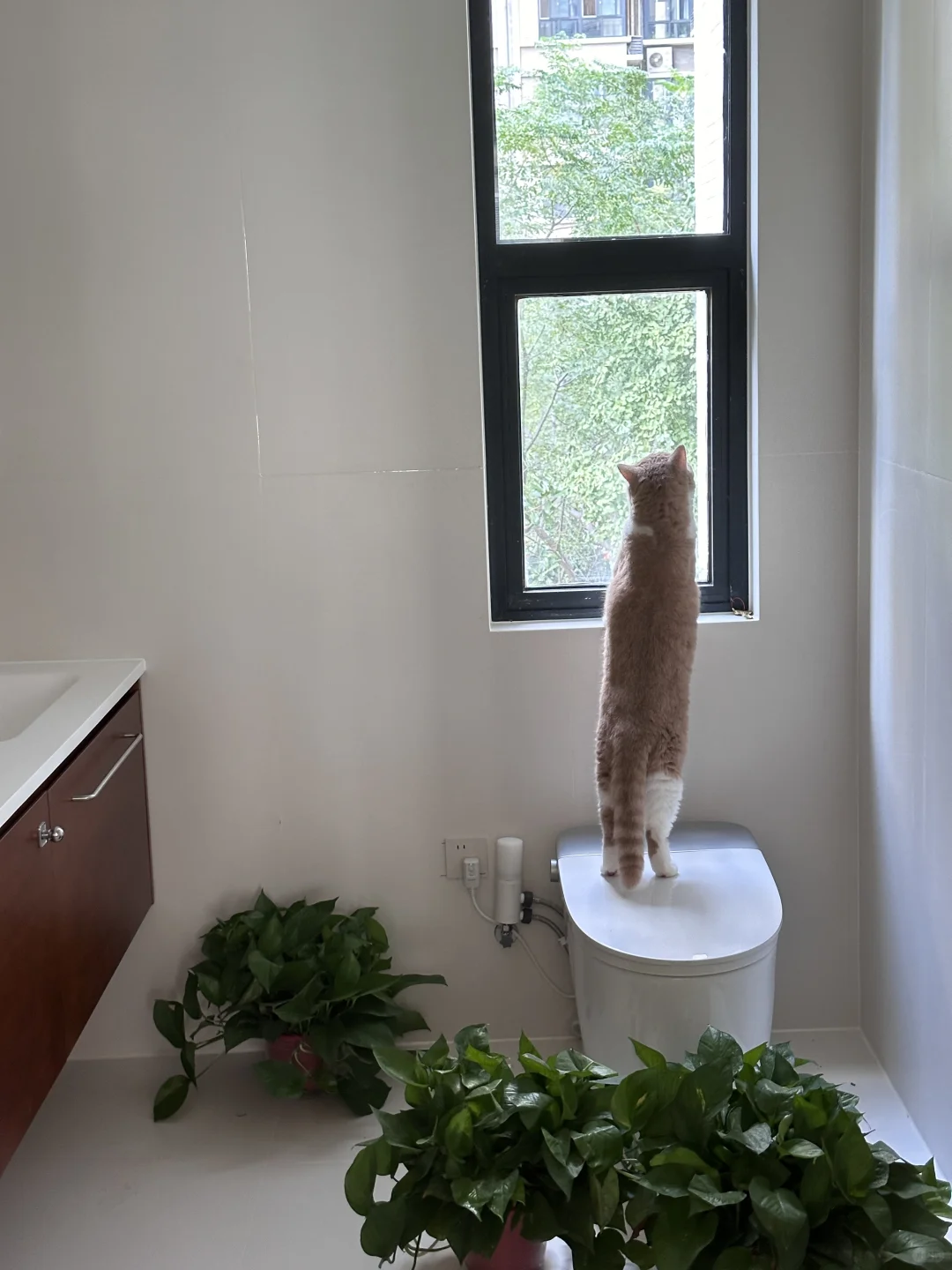 当我背着小猫买了房…