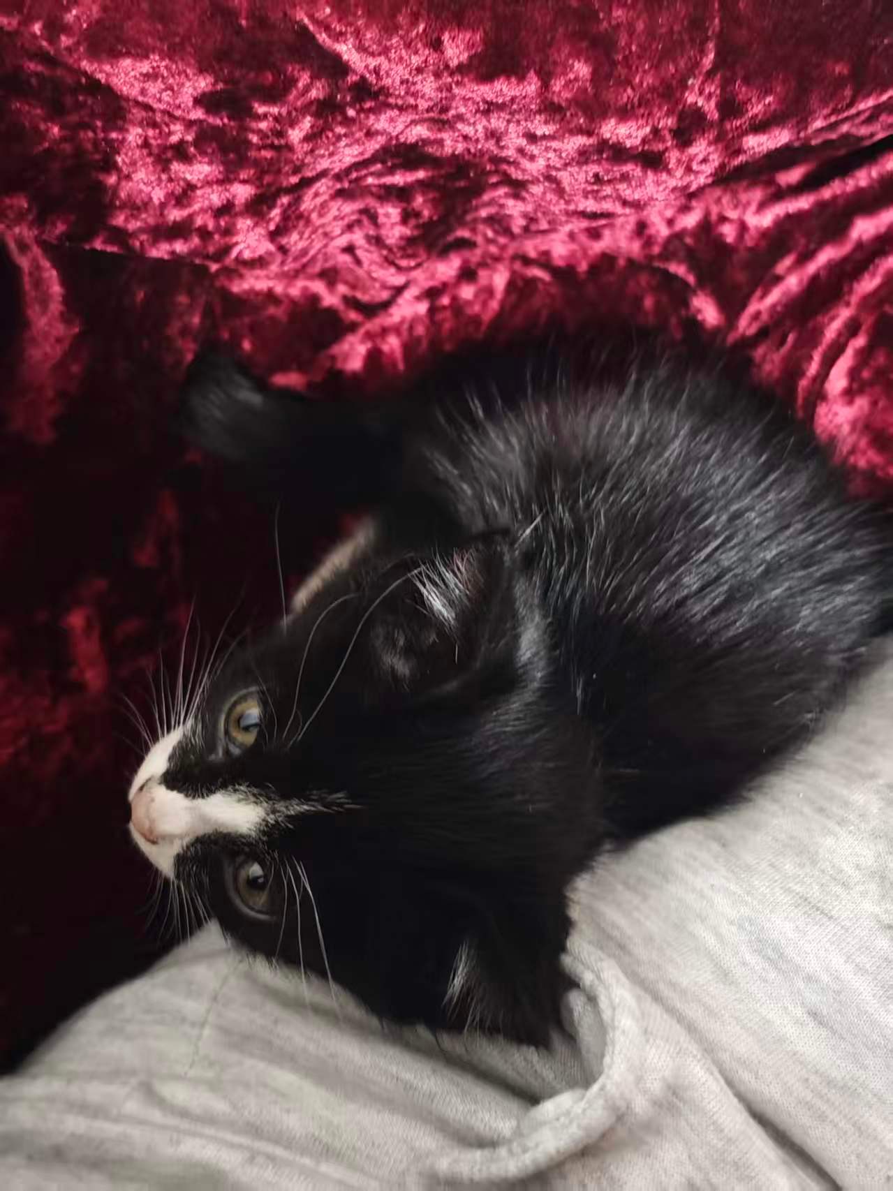 我们家养小猫了，好可爱呀 