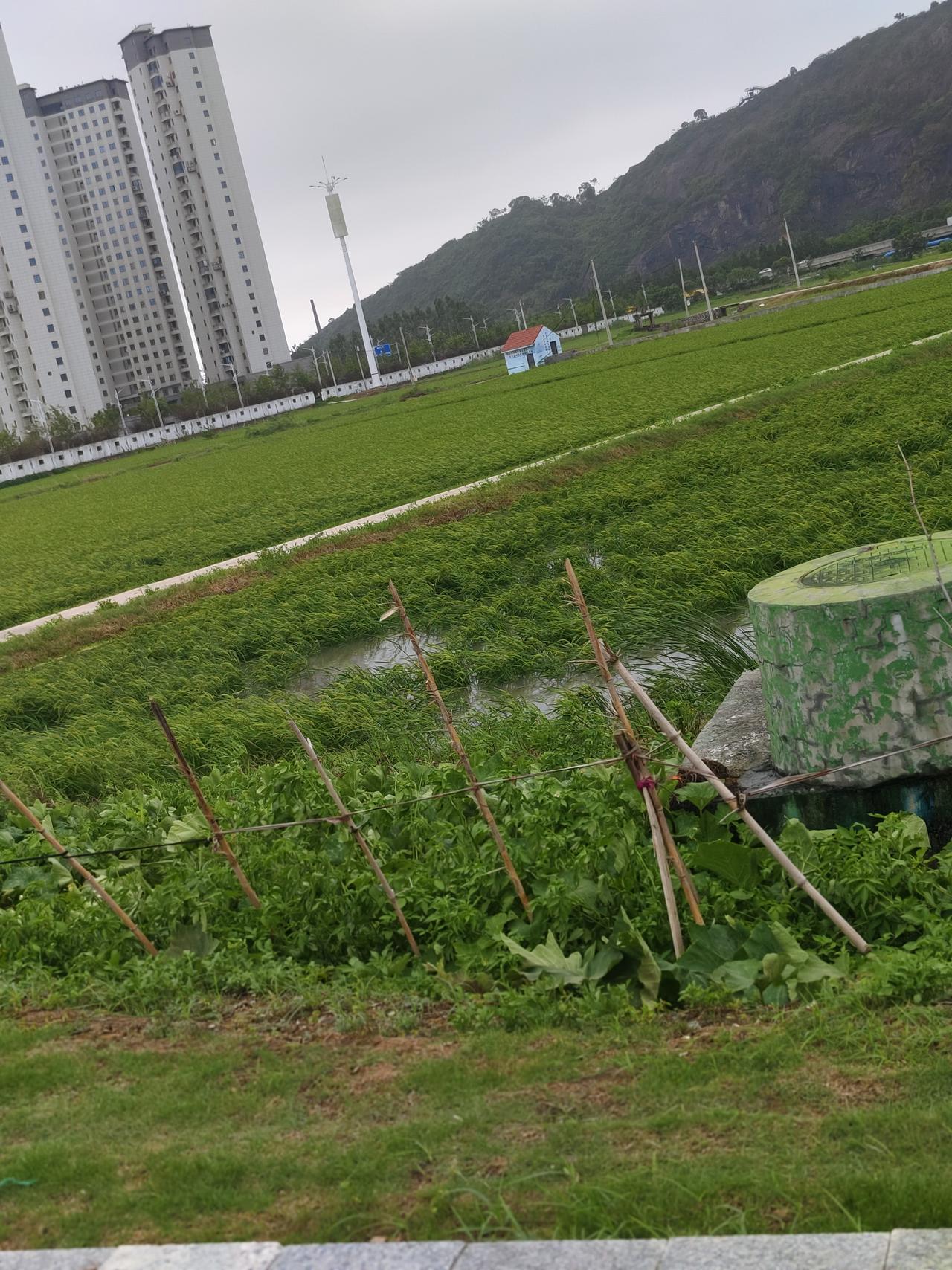 台风“巴威”肆虐过境乐清，给这片土地带来沉重打击，紧邻南岸的大片水田惨遭水淹。
