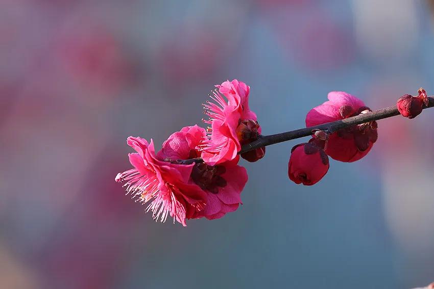 朵朵红花增春色