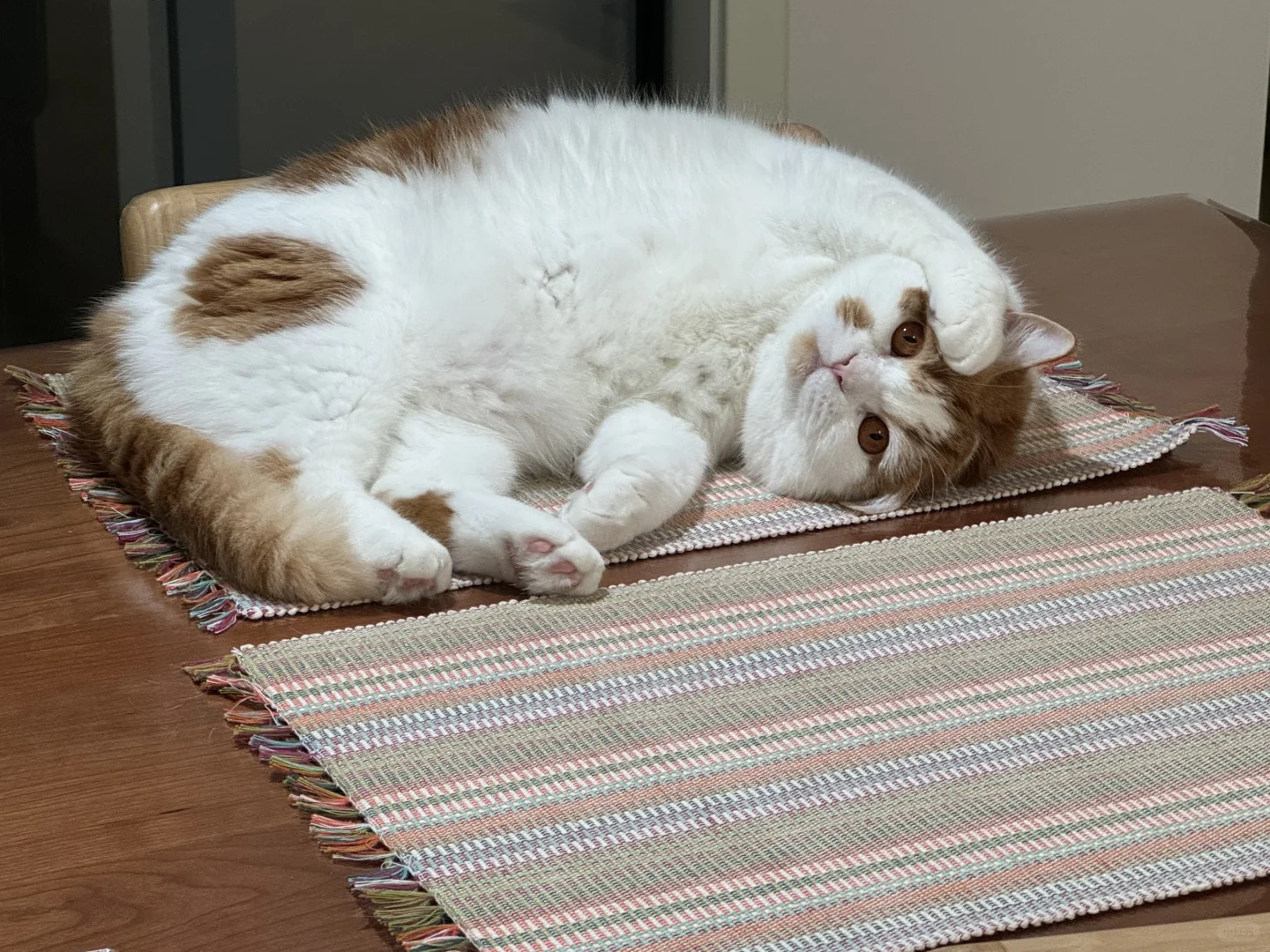 桌上的扶额小猫咪