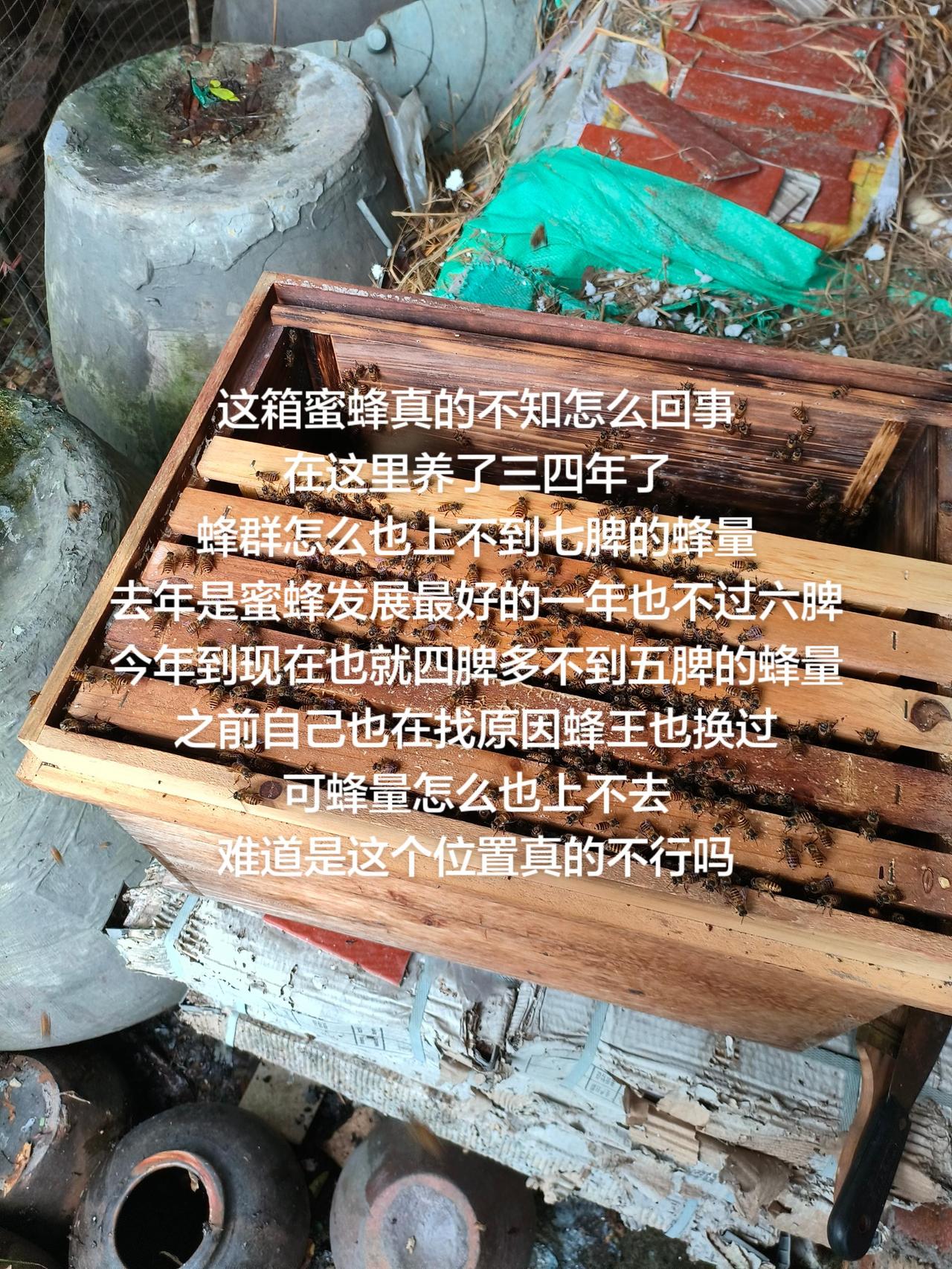 这箱蜜蜂真的不知怎么回事
在这里养了三四年了
蜂群怎么也上不到七脾的蜂量
去年是
