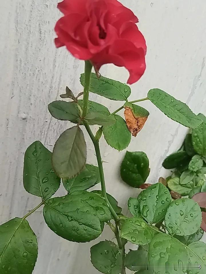 晒出相册中的花草树木带刺的小玫瑰，紫油树花香飘，生机绿植活力满