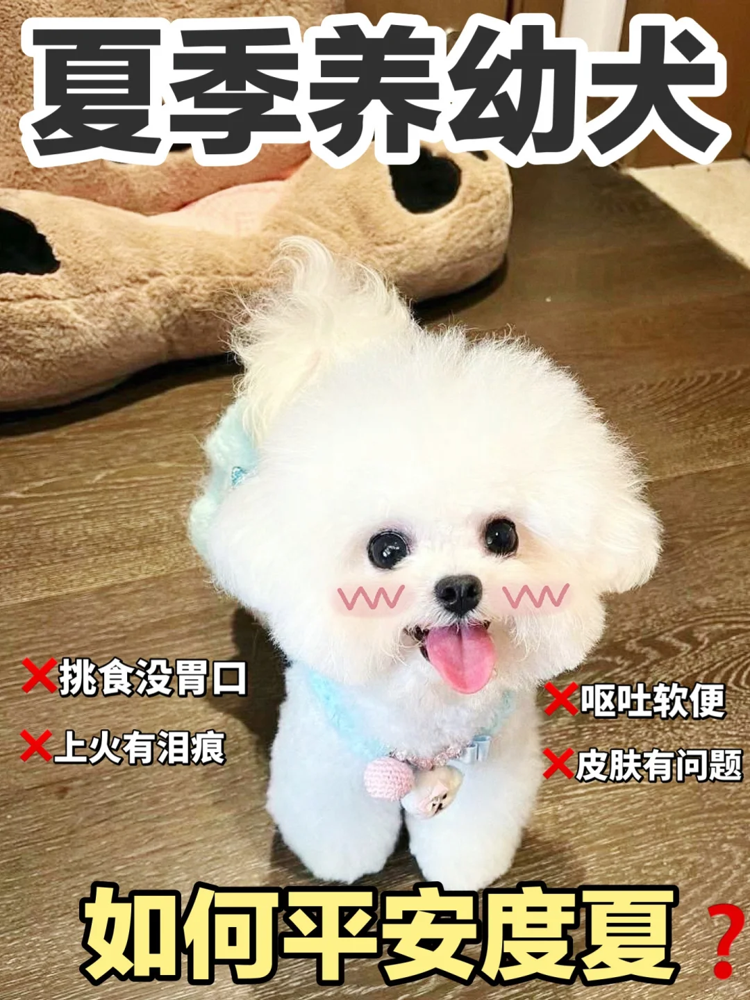 刚养的幼犬，第一个夏天怎么照顾？
