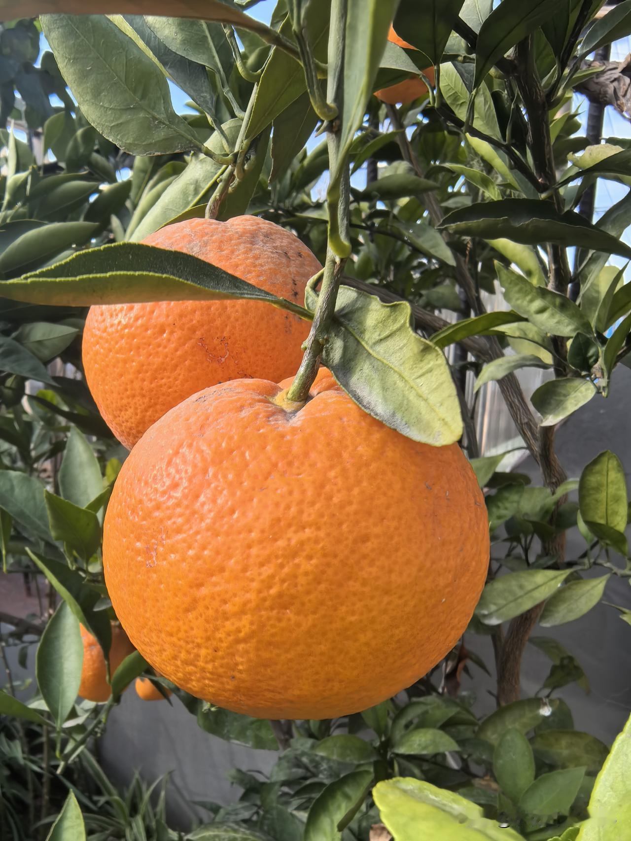 做人
贵在干净
待人
贵在善良