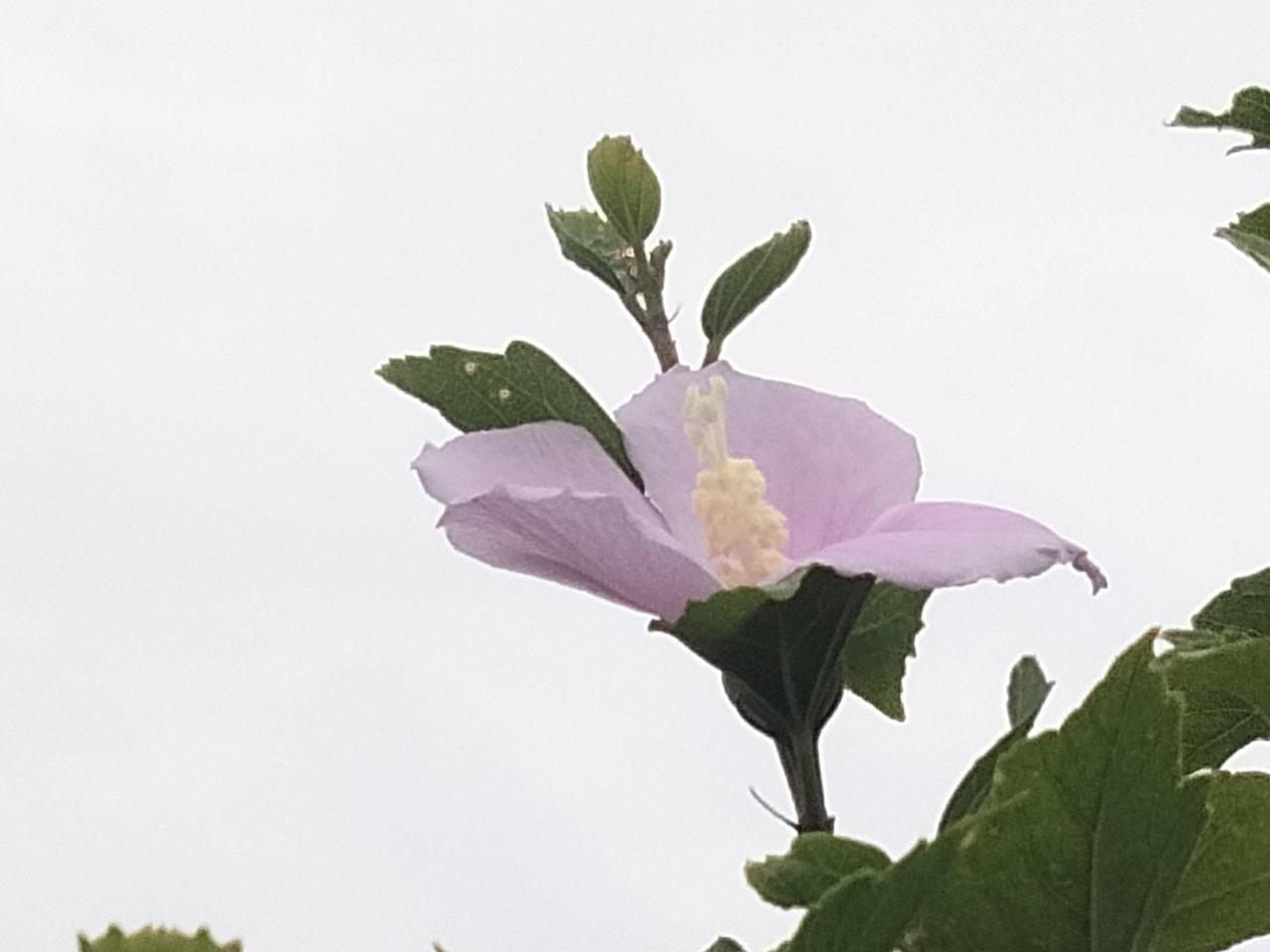 分享一张你拍的花，什么花都行又见木槿花。