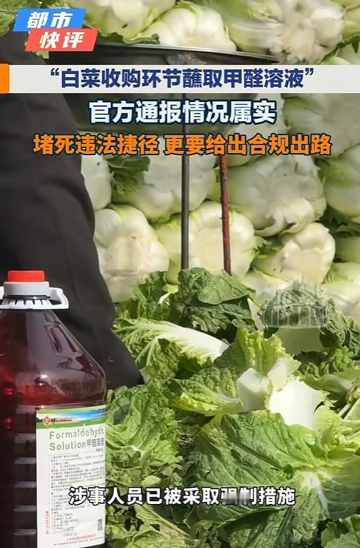 太缺德了！大白菜装车前，被一棵一棵蘸进标着甲醛溶液的桶里，工人们蘸得熟练，像流水
