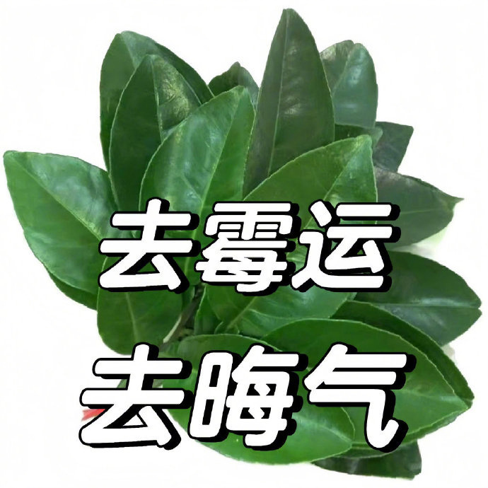 柚子叶 去霉运 去晦气🍃 