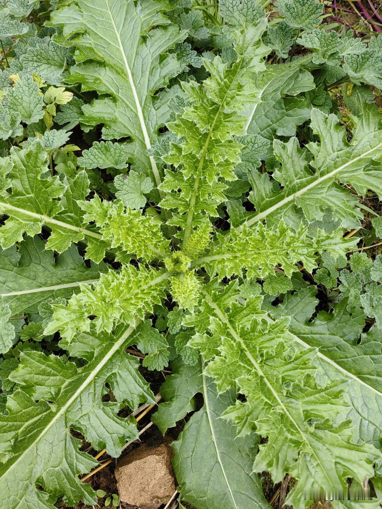 人生就是一棵菜

萝卜白菜任你选

萝卜能做十道菜

白菜饺子人人爱

白菜能做