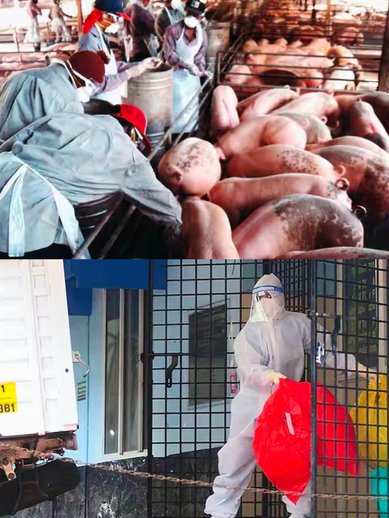 医疗圈刚传出来的消息，听得人头皮发麻。
​印度这次疫情，第一枪竟然是在医院内部打