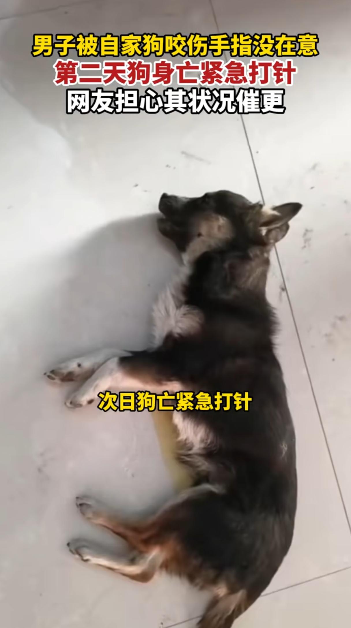 男子被咬24小时未处理，

狗突然死亡！

这件事让所有人惊出一身冷汗。

小伙