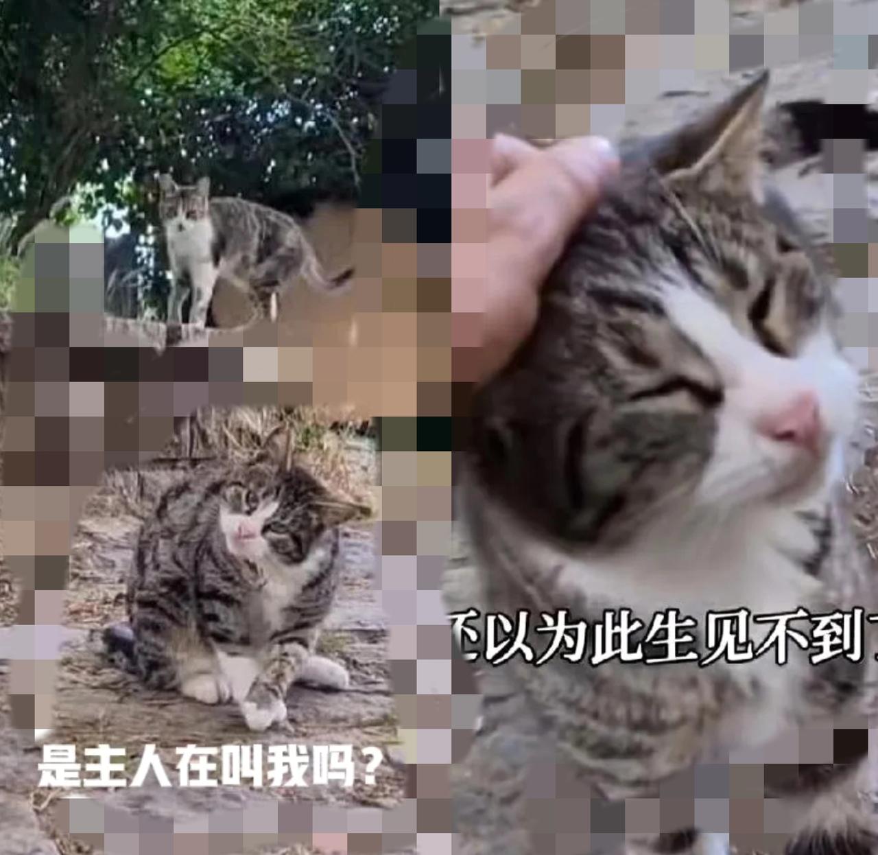 谁能想到啊！每天下楼喂流浪猫的习惯，居然帮他找回了丢了15个月的毛孩子！
 
 