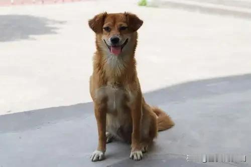 小黄狗：忠诚的“小卫士”

小区里，小主人正和伙伴玩耍，一位陌生人靠近搭话。小黄