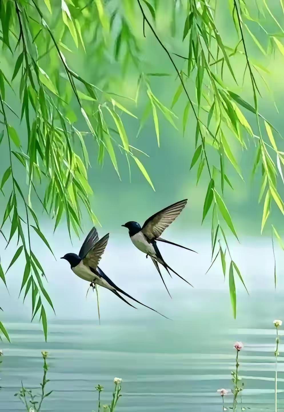 春风如约而至，吹暖每个角落。 愿所有美好，都随春天一起醒来。花开是春，心安是归处