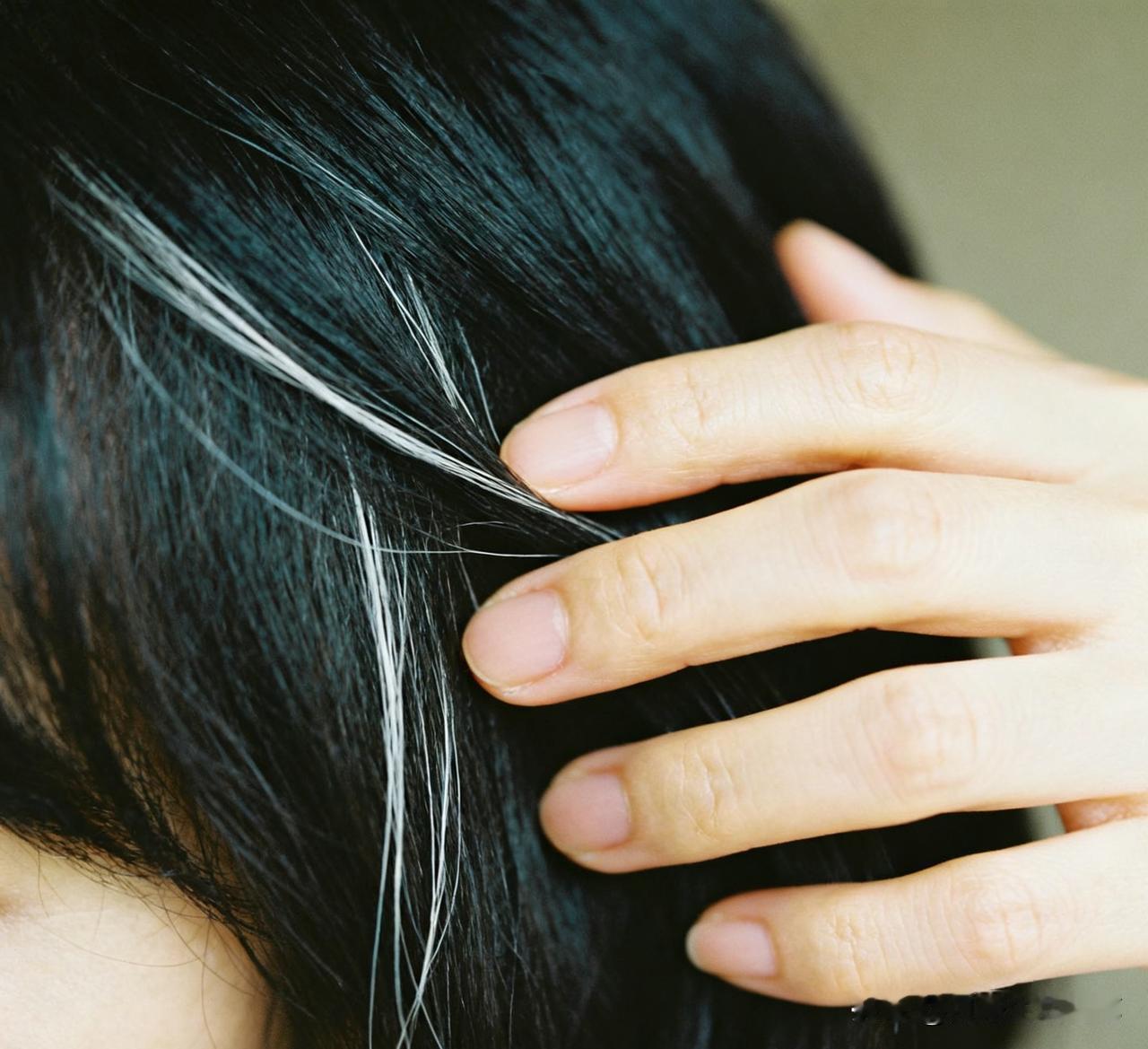 惊！白头发不用拔，这样做可能重新变黑！
 
家人们，长白发别再盲目拔了！研究发现