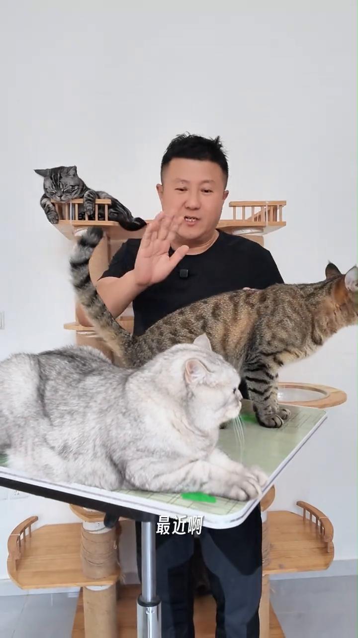 刷到这个视频的不知道有没有姓韩的，最近想给猫咪置办上几套衣服，可是兜里空空，卡里