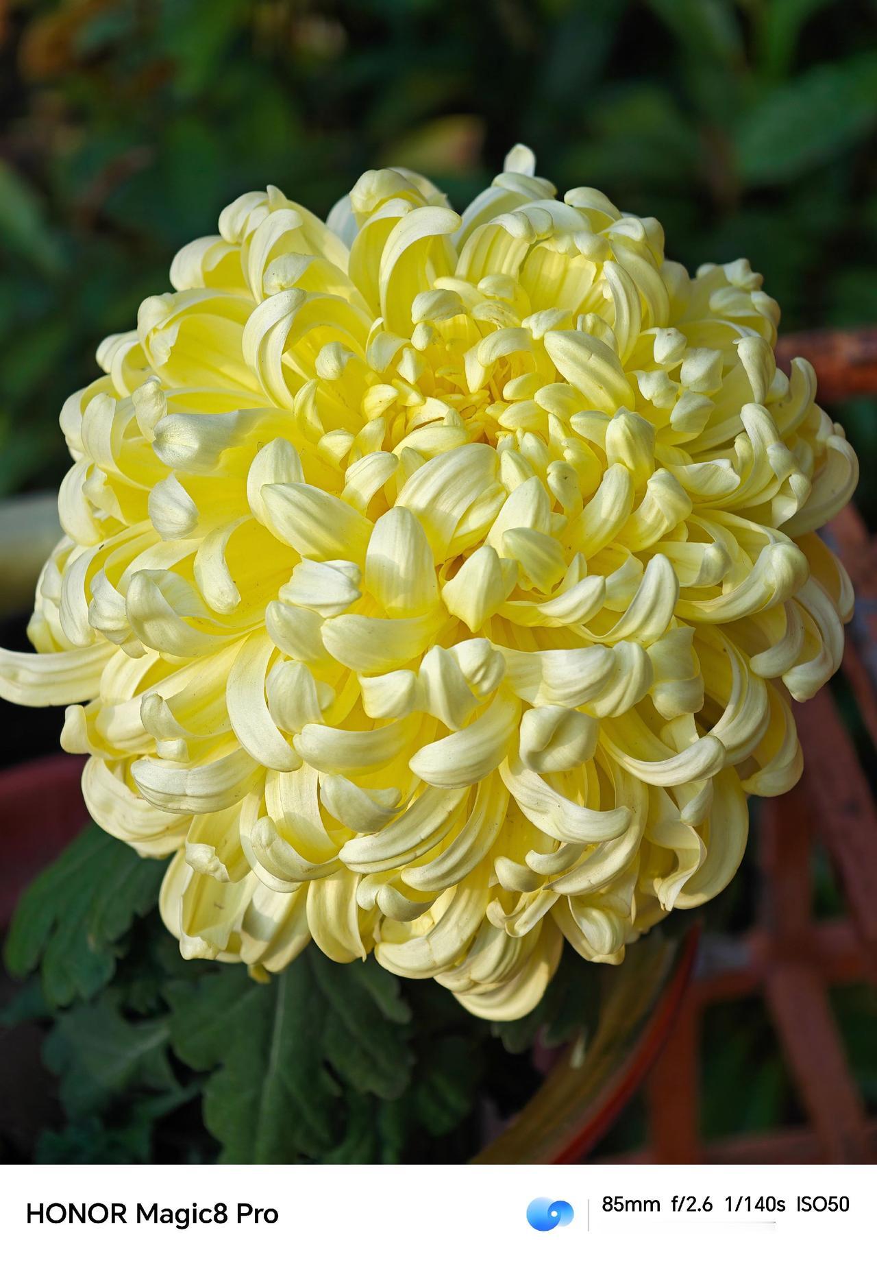 小榄就是菊花多荣耀Magic8Pro 菊花