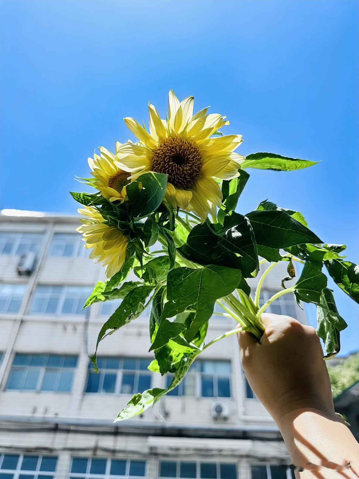 明天就是高考的日子了，我们的考场在市三，今天特意去那边看了一下停车问题，最后决定
