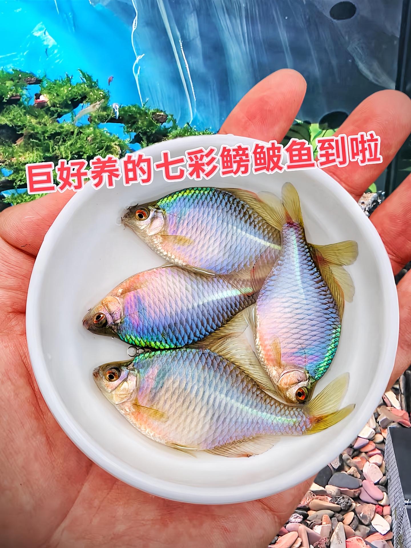 养七彩鳑鲏，解锁养鱼新乐趣！它的生命力顽强，对水质要求不高，养殖难度低...