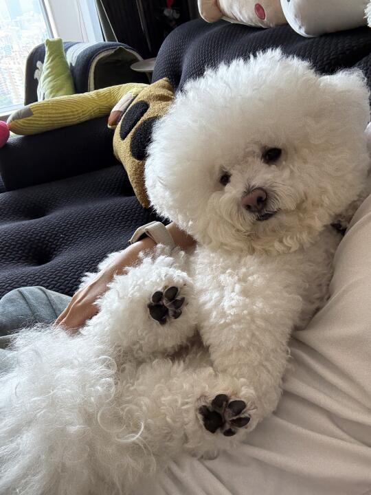爆毛治愈犬