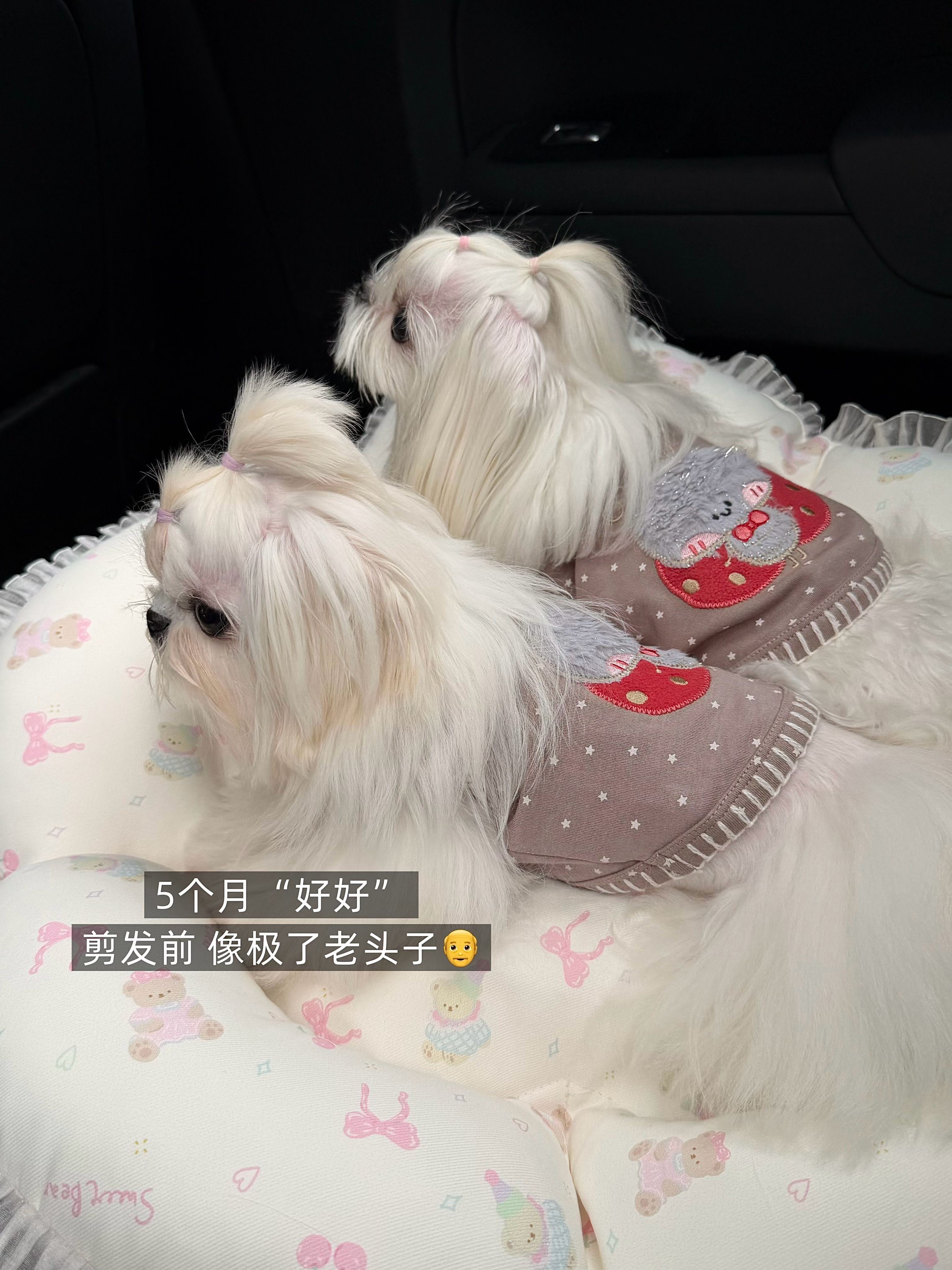🐕🦺◌ . 𝗔𝗹𝘄𝗮𝘆𝘀 𝘄𝗮𝗿𝗺 𝗮𝗻𝗱 𝗹?
