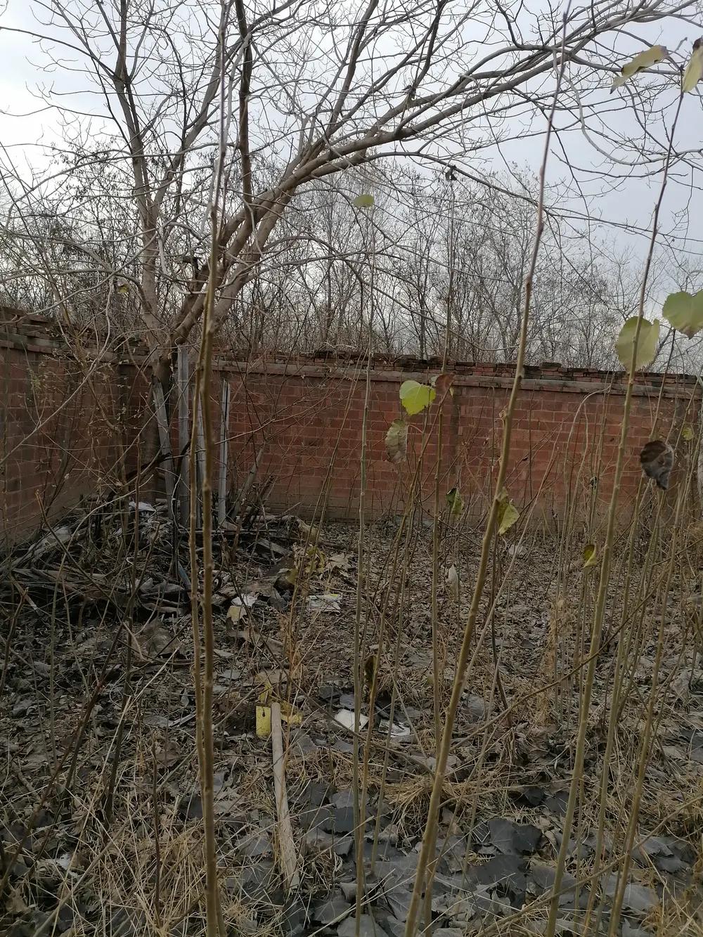 农村荒芜
年轻外飘一年年，
农村荒芜一片片！
半空全空庭院展，
杂草丛深向天叹！