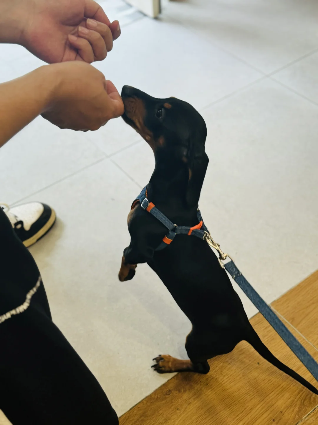 有咖啡有狗的周末日常