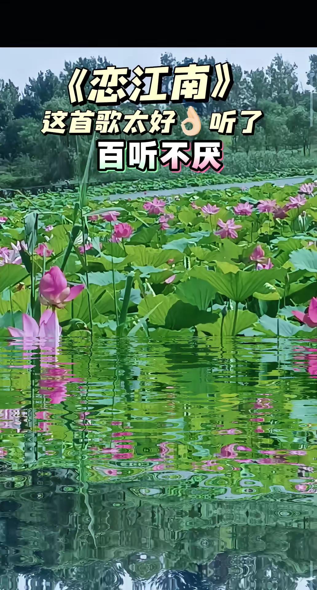 这首《恋江南》歌火🔥真好听在发一个。荷花池畔美景如画 又到了荷花满塘的季节 春